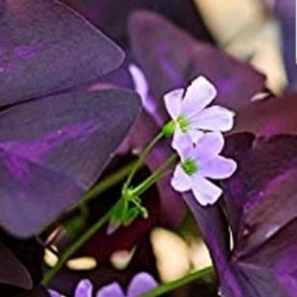 Oxalis Purple Shamrock Clover Bulb Cluster - Specification: 8 Bulb Clusters
