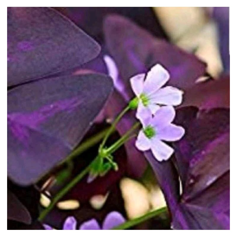 Oxalis Purple Shamrock Clover Bulb Cluster - Specification: 8 Bulb