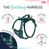 HALTI Anatomy Dog Harness with Handle - Provides Your Dog