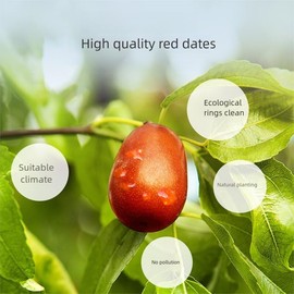 Premium Red dates slices-Jujube slices-Selected Dried Fruit-4.23oz/120g100% Natural 红枣片(Red dates slices)