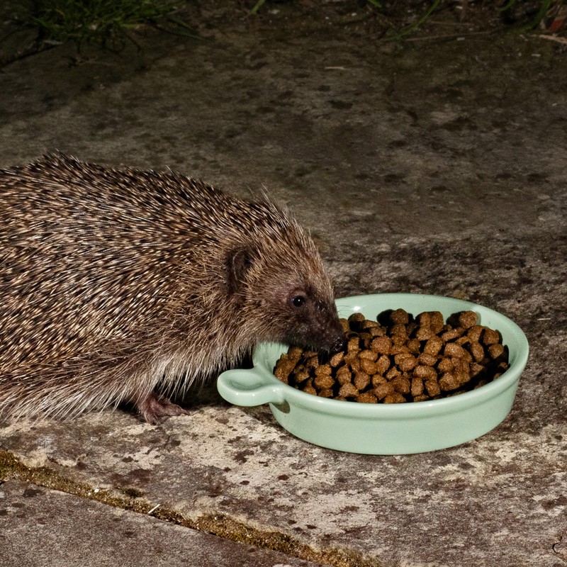 Jacobi Jayne Ceramic Hedgehog Food and Water Bowl Hedgehog Dish