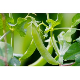 Southeast Seeds Sugar Ann Snap Pea Seeds, Early and Compact, Heirloom, NON-GMO, FREE SHIPPING - 35 Seeds or 1/4 OZ