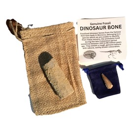 Genuine Fossil Dinosaur Bone & Genuine Fossil Spinosaurus Dinosaur Tooth by DINOSAURS ROCK