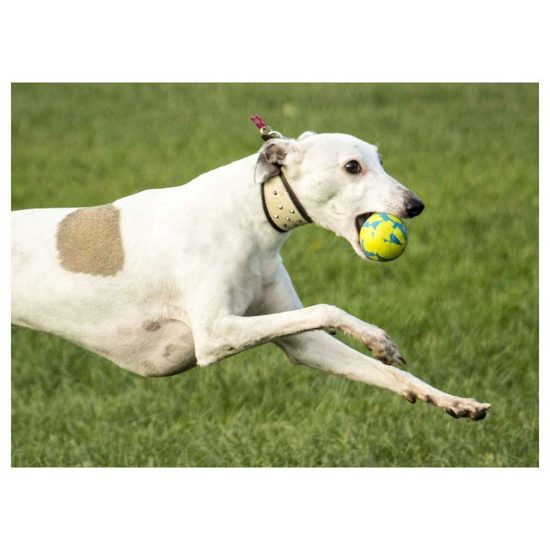 Foaber Bounce Dog Toy, Medium, Green