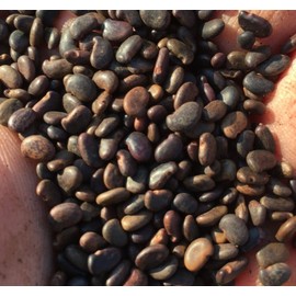 Interwoven Permaculture Farm Shipmast Black Locust Seeds ~100 'Nyírségi' (Robinia pseudoacacia) rot resistant