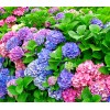 Shrubs Merritts Supreme Hydrangea Shrub/Bush, 6-12" Tall Seedling, Live Plant,