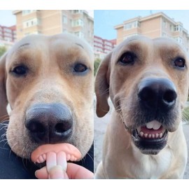 DPWOUM White Fake Teeth Fake Teeth for Dogs,Dog Toys,Funny Dog Teeth Braces, Dog Christmas Costume Suitable Dog Chew Toys Pet Supplies (Medium, 2PCS)