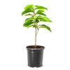 American Plant Exchange Paw Paw Tree, Live 1-Gallon Pot, Tropical-Looking