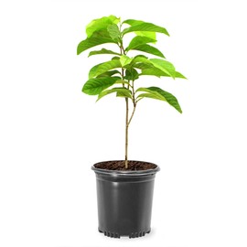 American Plant Exchange Paw Paw Tree, Live 1-Gallon Pot, Tropical-Looking Leaves, Edible Fruit, Banana-Pineapple-Mango Flavor, Full Sun to Partial Shade, Requires Multiple Trees for Pollination