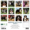 Bernese Mountain Dogs 2026 12" x 12" Wall Calendar
