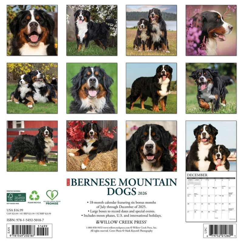 Bernese Mountain Dogs 2026 12" x 12" Wall Calendar