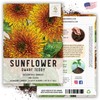 Seed Needs, Dwarf Teddy Sunflower Seeds - 100 Heirloom Seeds