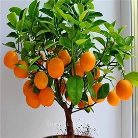 Hardy Orange Bonsai Tree Seeds for Planting - 15 Seeds - Grow Fruit Bearing Bonsai - Hardy Orange