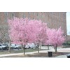 Tree 2 Okame Flowering Cherry trees 2.5" pot