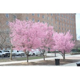Tree 2 Okame Flowering Cherry  trees 2.5" pot