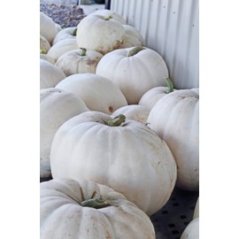 Lumina Pumpkin Seeds