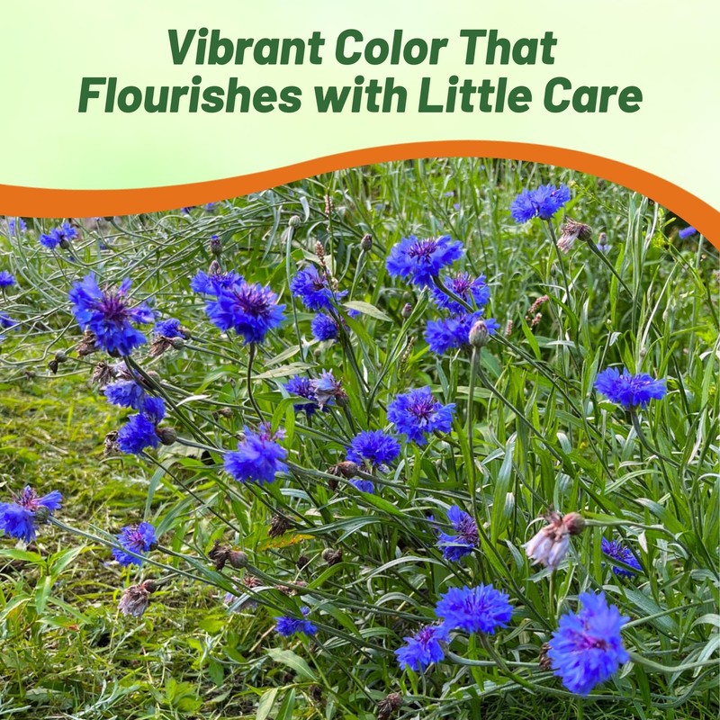 Outsidepride Blue Cornflower Seeds for Planting - 5 lb. Annual