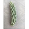 Cylindropuntia fulgida mamillata Cactus (Chain Fruit Cholla) Super Food Plant