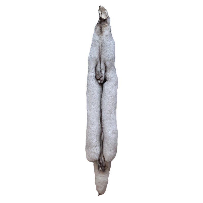 Blue Fox Pelt