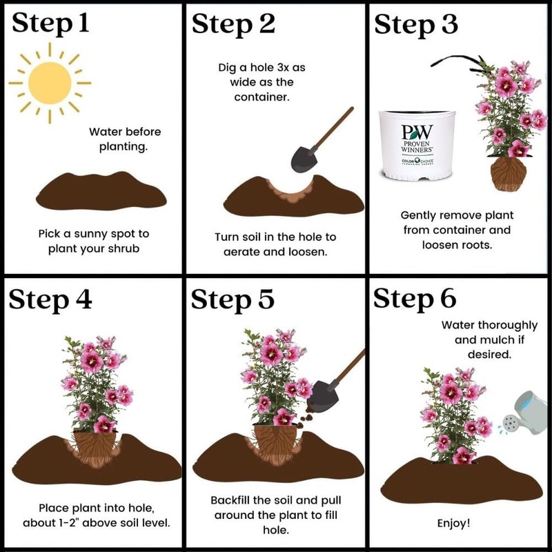 2g Proven Winners Hibiscus Red Pillar