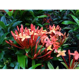Carmen Dwarf Orange Tropical Miniature Ixora Live Plant Taiwanensis Starter Size 4 Inch Pot Emeralds tm