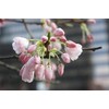 Live Akebono Cherry Blossom Tree (6''-10'' Tall) - Cherry Blossom