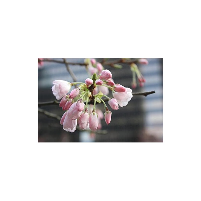 Live Akebono Cherry Blossom Tree (6''-10'' Tall) - Cherry Blossom
