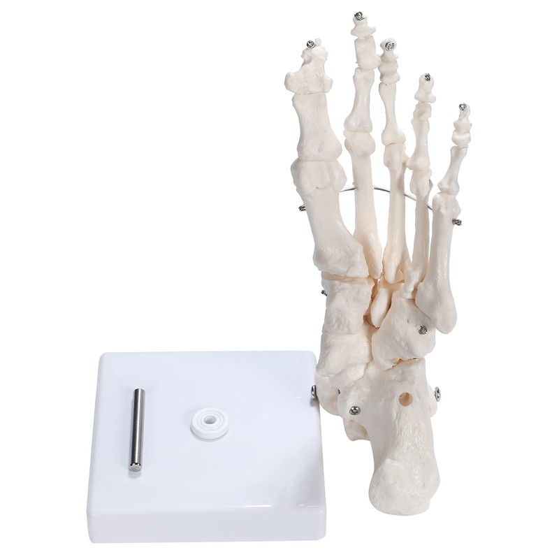 PicoLab Foot Skeleton Model, Foot Bone Model, Foot and Left