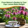 Outsidepride Lemon Bee Balm Seeds - 5000 Pcs Annual, Easy