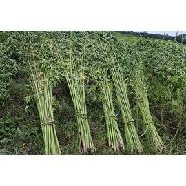 2000 Egyptian Spinach Seeds - Rau Day - Corchorus Olitorius Molokhia, Ewedu, Jute, Saluyot Seeds| Non GMO | Organic | Heirloom