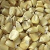Silvermine White Dent Corn Seeds for Planting 80 Seeds. 1