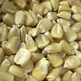 Silvermine White Dent Corn Seeds for Planting 80 Seeds. 1 Ounce of Seeds. Heirloom Non GMO Garden Vegetable Bulk Survival Hominy
