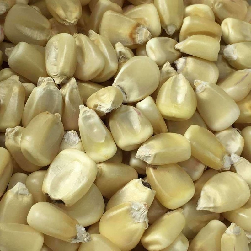 Silvermine White Dent Corn Seeds for Planting 80 Seeds. 1