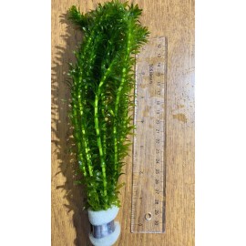 10 Stems Per Bunch - Fresh Anacharis Elodea Pond And Aquarium Plant