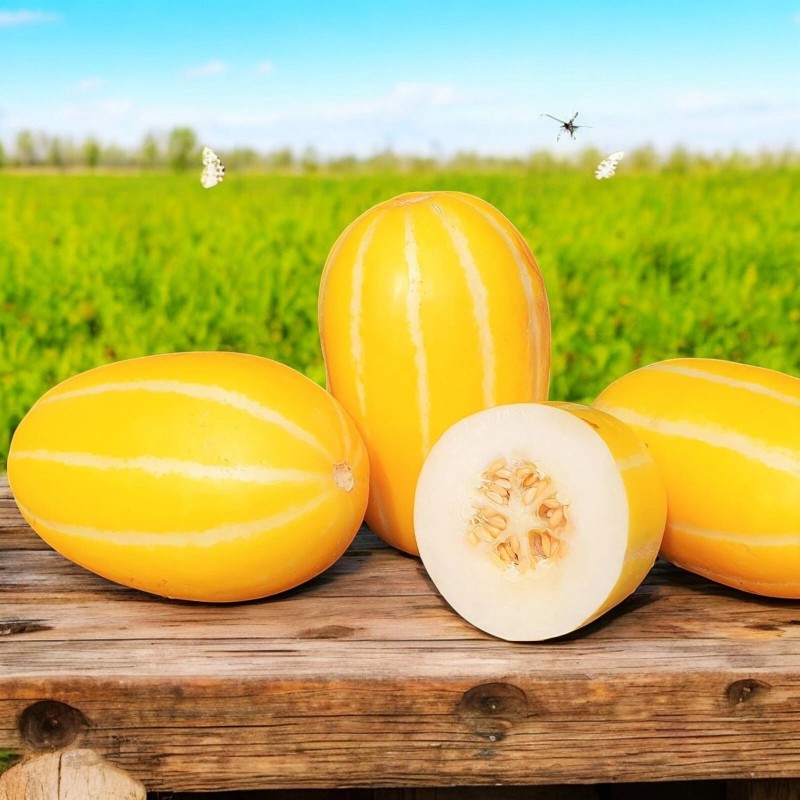 NYgardenia 120+ Korean Melon Seeds – Asian Fruit Cucumber Melon