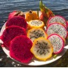 Seed-Top 250 Dragon Seeds Mix Pitahaya Rare varieties pitaya Easily