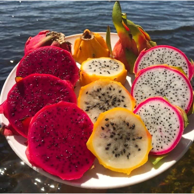 Seed-Top 250 Dragon Seeds Mix Pitahaya Rare varieties pitaya Easily
