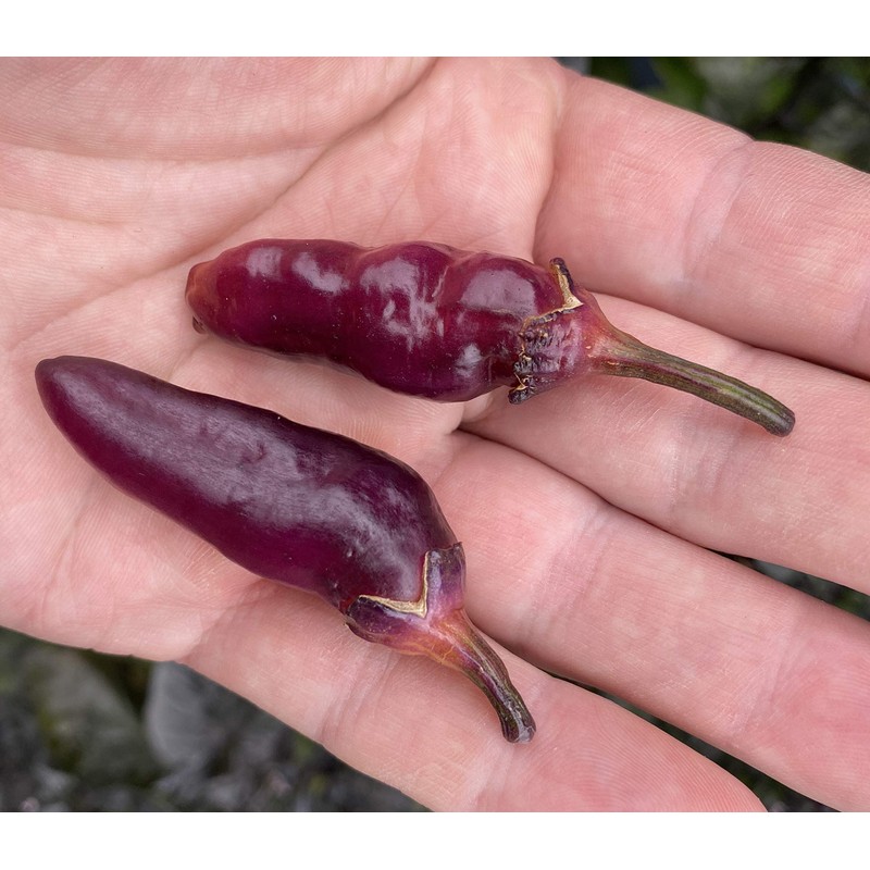 Pink Bubblegum 7 Pot BBG Scorpion Super Hot Pepper Premium