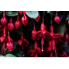 Mixed Fuchsia Flower Seeds Perennial Home Bonsai 100 Pcs Seeds