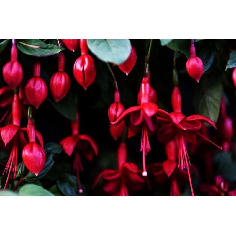 Mixed Fuchsia Flower Seeds Perennial Home Bonsai 100 Pcs Seeds