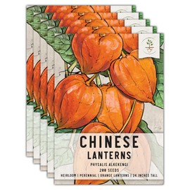 Seed Needs, Chinese Lantern Seeds - 200 Heirloom Seeds for Planting Physalis alkekengi - Orange Ornamental Pods, Perfect for Pots & Containers (5 Packs)