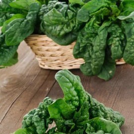 500 GIANT NOBLE  SPINACH SEEDS NON - GMO LONG STANDING SPINACH VARIETY