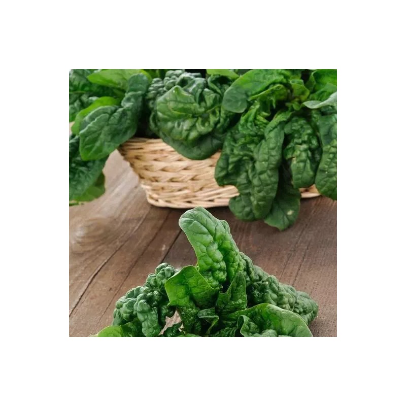 500 GIANT NOBLE SPINACH SEEDS NON - GMO LONG STANDING