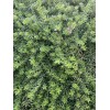 Unbranded 10 Myoporum Parvifolium Plant Creeping Boobialla Dwart Native Myrtle