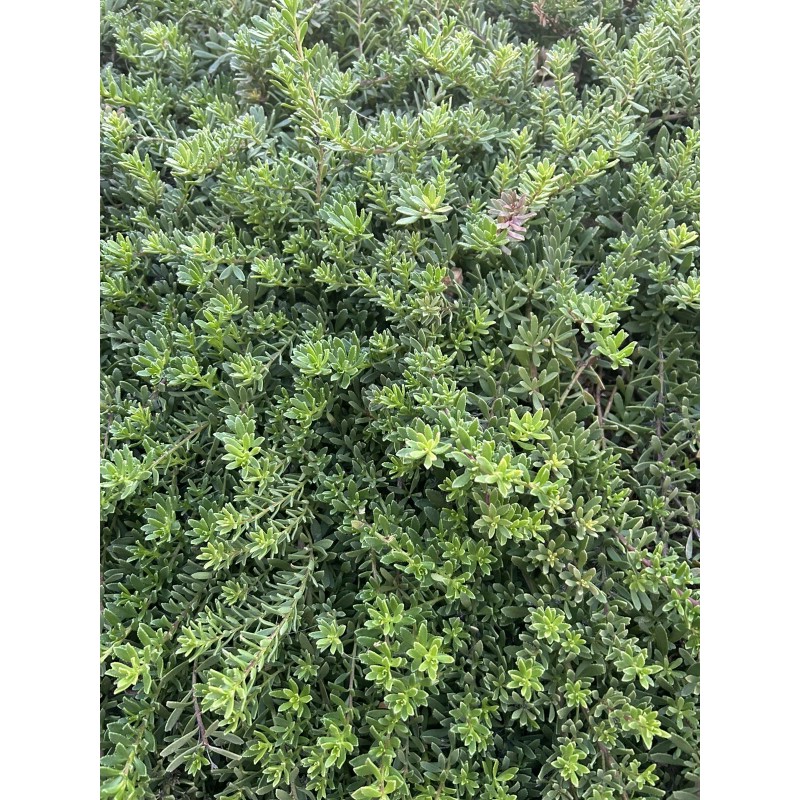 Unbranded 10 Myoporum Parvifolium Plant Creeping Boobialla Dwart Native Myrtle