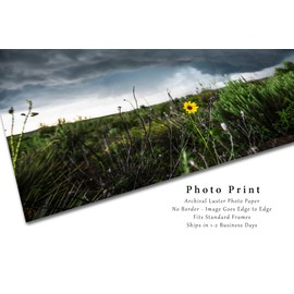 Storm Photography Print (Not Framed) Picture of Thunderstorm Passing Behind Wild Sunflower on Spring Day in Texas Flower Wall Art Nature Decor (24" x 36")
