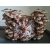 FUN AND GROW SEEDS: Shiitake Mushrooms Spores Non GMO Heirloom