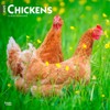 Chickens | 2025 12 x 24 Inch Monthly Square Wall