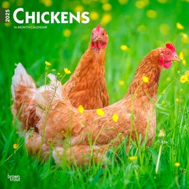 Chickens | 2025 12 x 24 Inch Monthly Square Wall Calendar | Plastic-Free | BrownTrout | Domestic Farm Animals