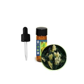 Mimosa Absolute Essential Oil (Acacia Mearnsii) - Pure & Natural, Uncut, Undiluted - Therapeutic, Cosmetic, Aromatherapy, Perfumery - 3.7ml (1/8 oz)